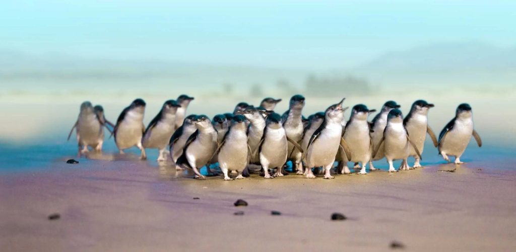 Blue Penguins at Pukekura Dunedin