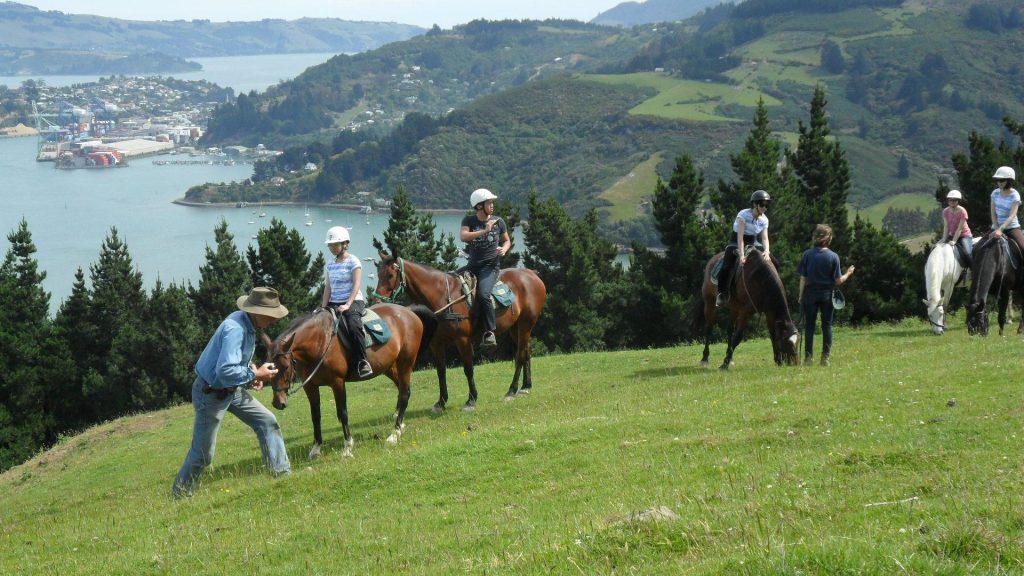 Horse Trekking in Dunedin with Hare Hills Horse Treks