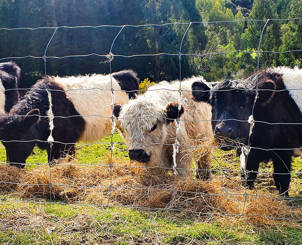 Adorable farm animals on the Iconic Tours Dunedin Farm Tour