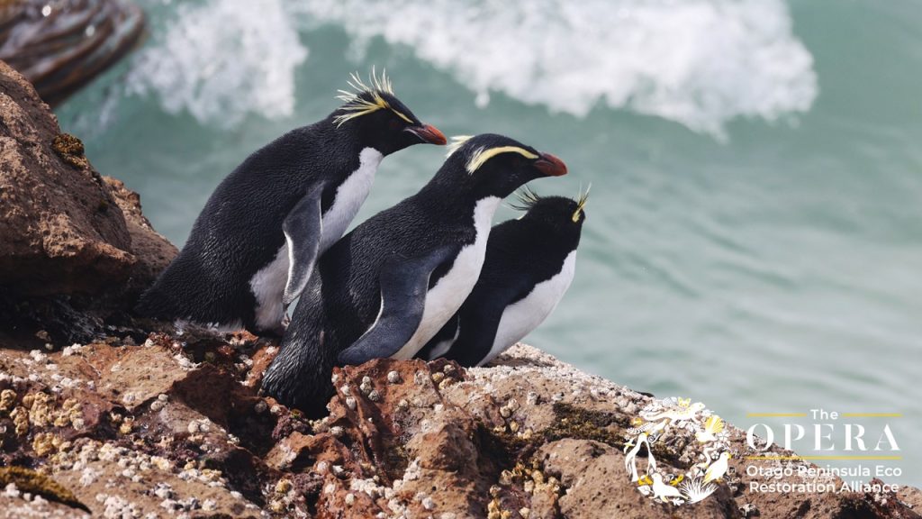 Penguins at The OPERA Dunedin
