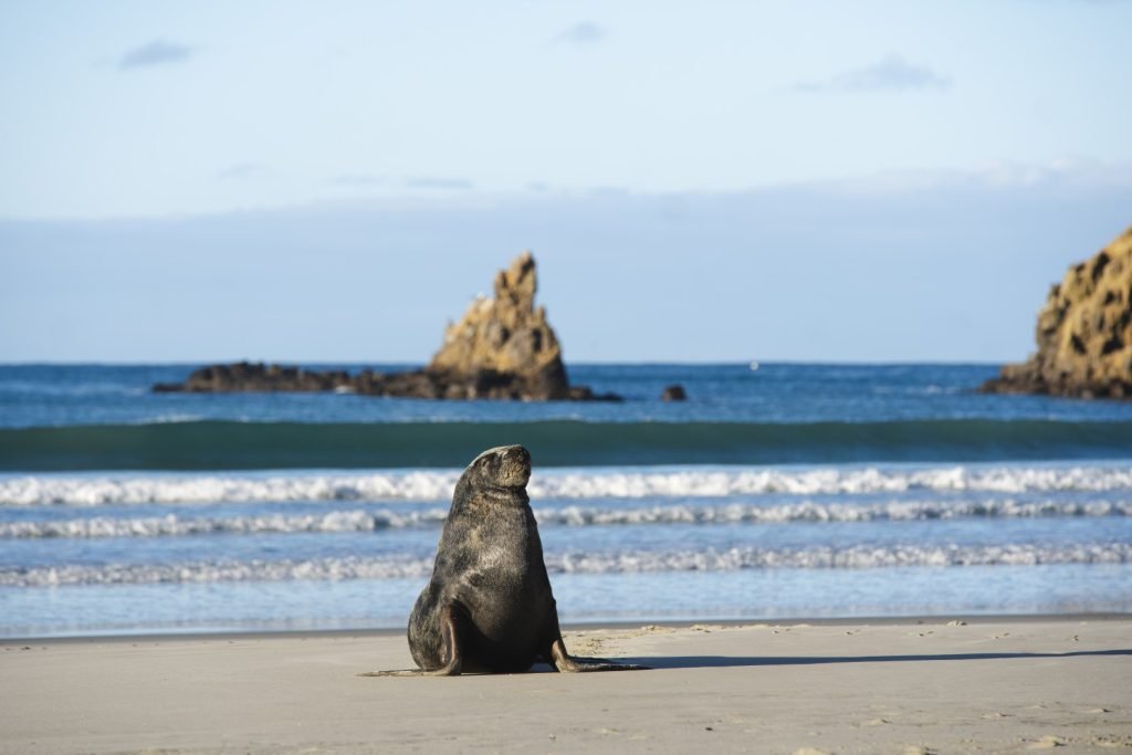 Seal on the tour with Clearwater Wildlife Tours Dunedin