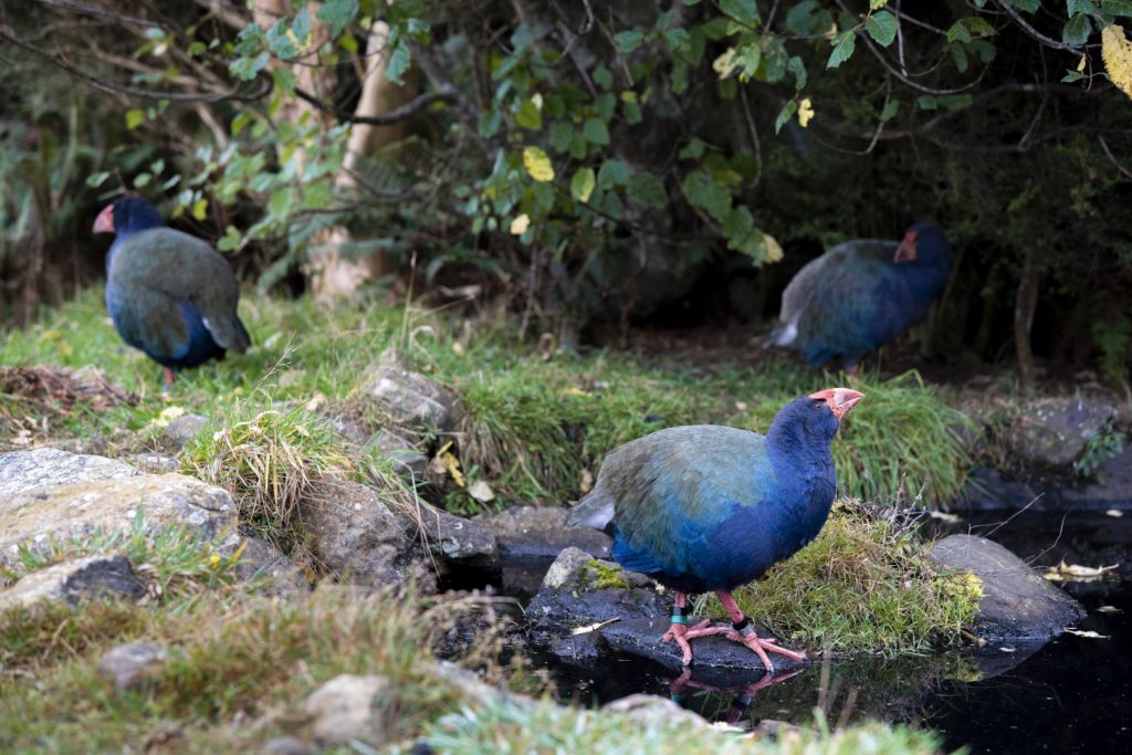Takahe birds at Orokounui Eco Sanctuary Dunedin. Image by Dunedin NZ