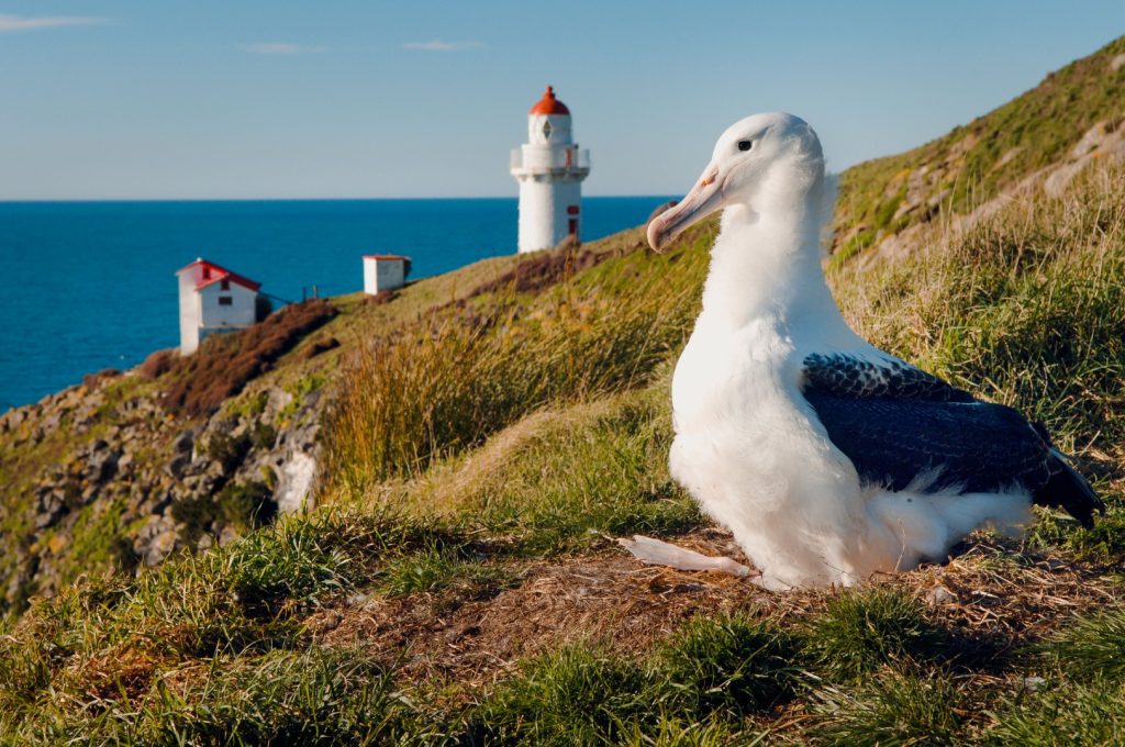 Albatross sitting in the grass at Royal Albatross Centre